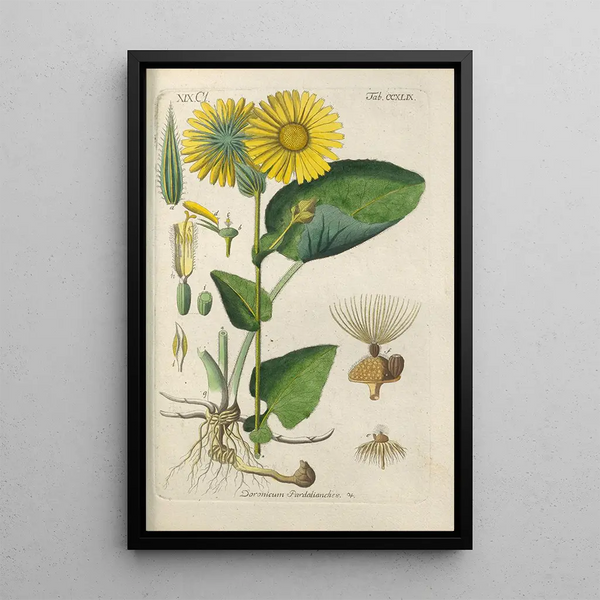Botanical Manual Painting Pl38 - Christian Schkuhr — framed artwork on a wall