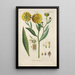 Botanical Manual Painting Pl39 - Christian Schkuhr — artwork view