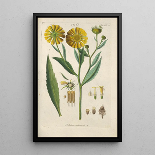 Botanical Manual Painting Pl39 - Christian Schkuhr — artwork view