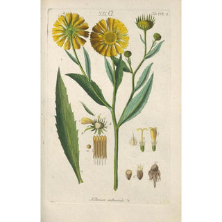 Botanical Manual Painting Pl39 - Christian Schkuhr — framed artwork on a wall