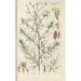 Botanical Manual Painting Pl40 - Christian Schkuhr — artwork view