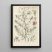 Botanical Manual Painting Pl40 - Christian Schkuhr — framed artwork on a wall