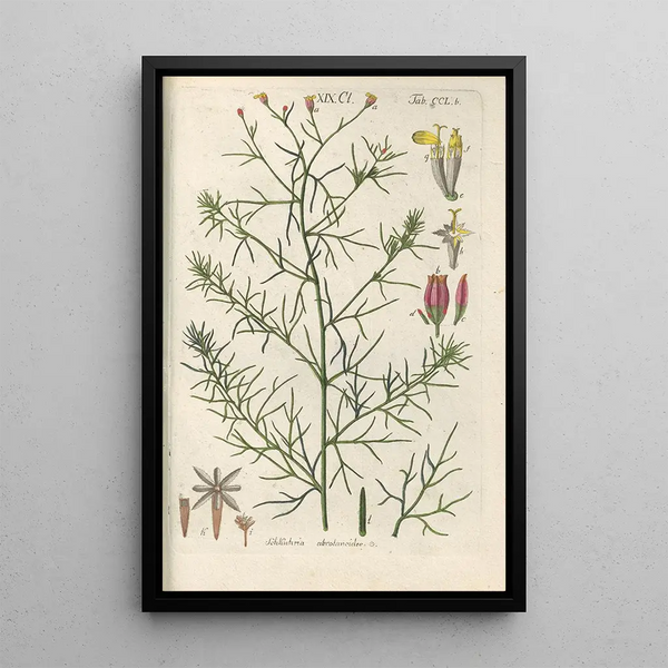 Botanical Manual Painting Pl40 - Christian Schkuhr — framed artwork on a wall
