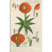 Botanical Manual Painting Pl42 - Christian Schkuhr — artwork view