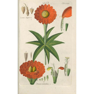 Botanical Manual Painting Pl42 - Christian Schkuhr — artwork view