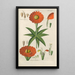 Botanical Manual Painting Pl42 - Christian Schkuhr — framed artwork on a wall