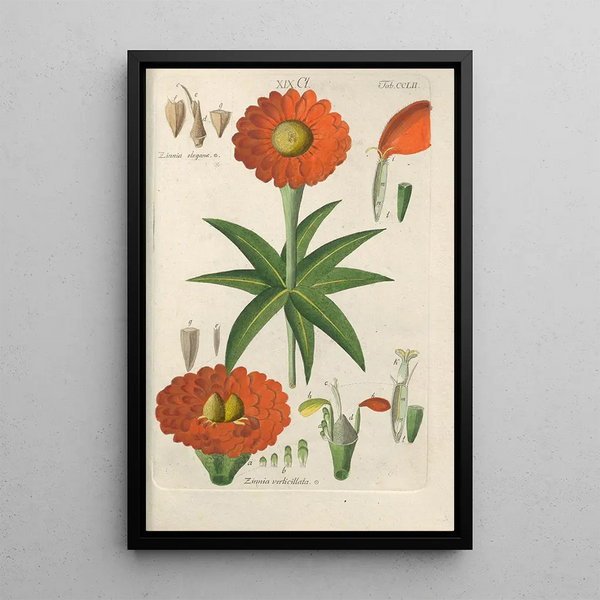 Botanical Manual Painting Pl42 - Christian Schkuhr — framed artwork on a wall