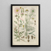 Botanical Manual Painting Pl43 - Christian Schkuhr — artwork view