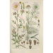 Botanical Manual Painting Pl43 - Christian Schkuhr — framed artwork on a wall