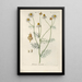Botanical Manual Painting Pl44 - Christian Schkuhr — artwork view