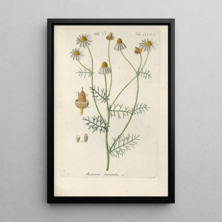 Botanical Manual Painting Pl44 - Christian Schkuhr — artwork view