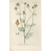 Botanical Manual Painting Pl44 - Christian Schkuhr — framed artwork on a wall