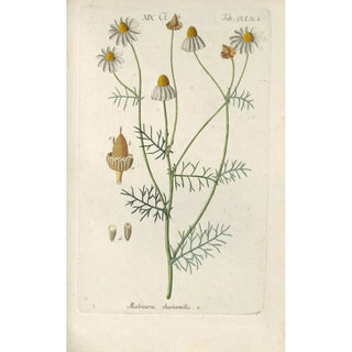 Botanical Manual Painting Pl44 - Christian Schkuhr — framed artwork on a wall