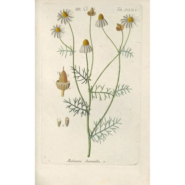 Botanical Manual Painting Pl44 - Christian Schkuhr — framed artwork on a wall