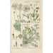Botanical Manual Painting Pl45 - Christian Schkuhr — artwork view