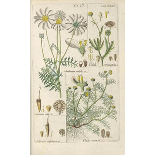 Botanical Manual Painting Pl45 - Christian Schkuhr — artwork view