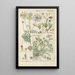 Botanical Manual Painting Pl45 - Christian Schkuhr — framed artwork on a wall