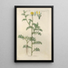 Botanical Manual Painting Pl46 - Christian Schkuhr — artwork view