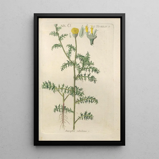 Botanical Manual Painting Pl46 - Christian Schkuhr — artwork view