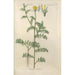 Botanical Manual Painting Pl46 - Christian Schkuhr — framed artwork on a wall