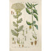 Botanical Manual Painting Pl47 - Christian Schkuhr — artwork view