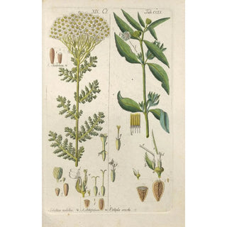 Botanical Manual Painting Pl47 - Christian Schkuhr — artwork view