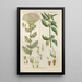 Botanical Manual Painting Pl47 - Christian Schkuhr — framed artwork on a wall