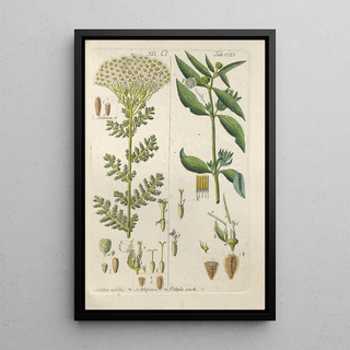 Botanical Manual Painting Pl47 - Christian Schkuhr — framed artwork on a wall