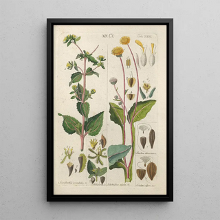 Botanical Manual Painting Pl48 - Christian Schkuhr — artwork view