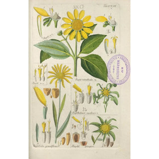 Botanical Manual Painting Pl49 - Christian Schkuhr — artwork view