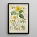 Botanical Manual Painting Pl49 - Christian Schkuhr — framed artwork on a wall