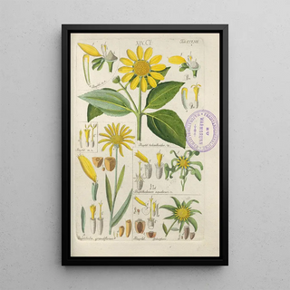 Botanical Manual Painting Pl49 - Christian Schkuhr — framed artwork on a wall