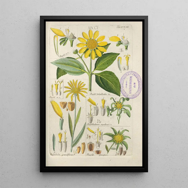 Botanical Manual Painting Pl49 - Christian Schkuhr — framed artwork on a wall