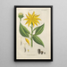 Botanical Manual Painting Pl50 - Christian Schkuhr — artwork view