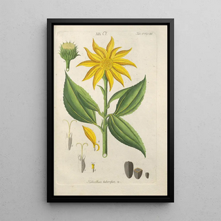 Botanical Manual Painting Pl50 - Christian Schkuhr — artwork view