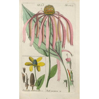 Botanical Manual Painting Pl51 - Christian Schkuhr — artwork view