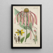 Botanical Manual Painting Pl51 - Christian Schkuhr — framed artwork on a wall