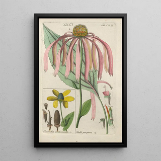 Botanical Manual Painting Pl51 - Christian Schkuhr — framed artwork on a wall