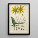 Botanical Manual Painting Pl52 - Christian Schkuhr — artwork view