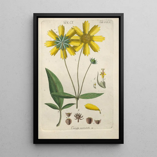 Botanical Manual Painting Pl52 - Christian Schkuhr — artwork view