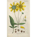 Botanical Manual Painting Pl52 - Christian Schkuhr — framed artwork on a wall