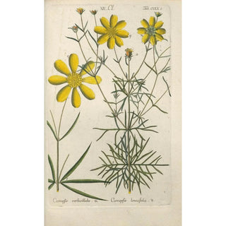 Botanical Manual Painting Pl53 - Christian Schkuhr — artwork view