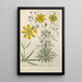 Botanical Manual Painting Pl53 - Christian Schkuhr — framed artwork on a wall