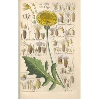 Botanical Manual Painting Pl54 - Christian Schkuhr — artwork view