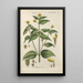 Botanical Manual Painting Pl55 - Christian Schkuhr — artwork view