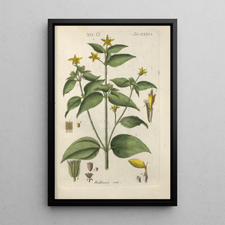 Botanical Manual Painting Pl55 - Christian Schkuhr — artwork view