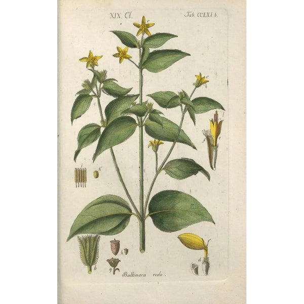 Botanical Manual Painting Pl55 - Christian Schkuhr — framed artwork on a wall