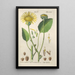 Botanical Manual Painting Pl56 - Christian Schkuhr — framed artwork on a wall