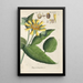 Botanical Manual Painting Pl57 - Christian Schkuhr — artwork view