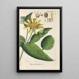 Botanical Manual Painting Pl57 - Christian Schkuhr — artwork view